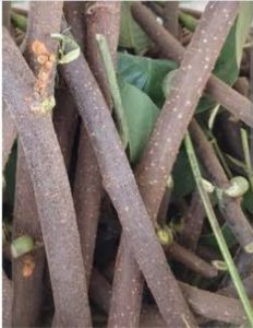 # หางใหลแดง ใช้ปอ้งกัน กำจัดแมลง หนอน เพลี้ย ศัตรูพืชทุกชนิด หมักดว้ยจุลินทรีย์ สกัดดว้ยแอลกอฮอร์หรือเหล้าขาว ปรับโครงสร้าง โดนตัวแมลงตาย ภายในเวลา 0.3 วินาที ลำต้น ใช้แทนเคมี ไม่อันตรายต่อผู้ใช และสัตว์เลี้ยง ห้ามให้เบื่อปลา 1กิโล 159 ฿