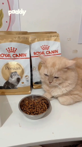 Hạt Cho Mèo Ba Tư Trưởng Thành Royal Canin Persian Adult