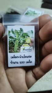 500 เมล็ด คะน้าเห็ดหอม เมล็ดคะน้าเห็ดหอม คะน้า เมล็ดคะน้า