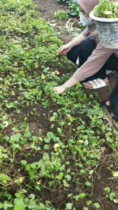 Daun Pegagan Kering / Daun Antanan Kering Herbal Kesehatan Tubuh