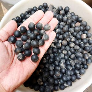 biji lerak - isi buah lerak - buah lerak - biji bibit lerak