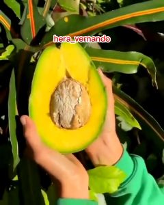Bibit Alpukat Hawai  Pluwang Jumbo Super