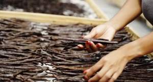 Vanilla Bean Gourmet 10 beans )