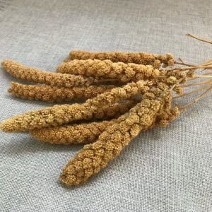 250/500/750g Bird Feed Golden Spray Millet Wheat Panicle for Parrot Birds