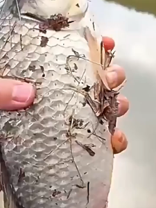 500G Umpan Pelet Universal Pelet Umpan Pancing Portabel Untuk Memancing Umpan Memancing Di Luar Ruangan