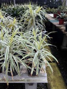 #วาสนาอินโด หรือ #ดาไซน่า วิธีเลี้ยง อยู่แดดรำไร หรือในห้องนอนช่วยปรับฮวงจุ้ยในห้องนอนได้สามารถฟอกอากาศไ ขนาดกระถาง ต้นไม้ฟอกอากาศ Dracaena ต้นไดเซียน่าเงิน-ทอง ไม้พุ่มขนาดเล็ก ไม้ปลูกเลี้ยงง่าย ชอบแสงรำไร