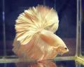 HALFMOON 24K SUPER GOLD BETTA (GRADE AAA) RARE SPECIMENS. 