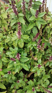 THAI BASIL SEEDS / TANGKAI BENIH SELASIH THAILAND  Benih Basil Thailand   Benih Basil Thailand (atau Selasih Thailand)