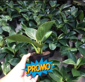 Philodendron birkin remaja / Tanaman Philo Birkin