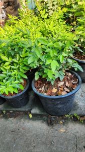 ต้นเซียนเช่า หรือต้นพรหมจรรย์ ไม้มงคล