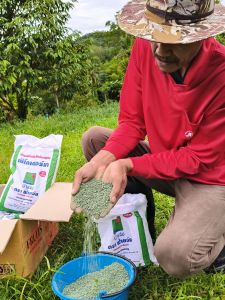 พีโคเดอร์มา ไตรโคเดอร์มาอัดเม็ด ตราฟ้าแจ่ม (ถุงละ 5 กิโลกรัม จำนวน 5ถุง) ใช้ป้องกัน รักษาเชื้อราโรคพืชทางดิน