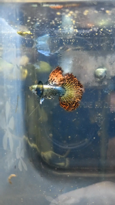 🐟Ajelis Guppy🐟 Big Dorsal Red Dragon Guppy 大背红龙孔雀鱼 - Aquarium Ornamental Fish Ikan Hiasan Halfmoon 孔雀鱼 半月尾 特殊尾