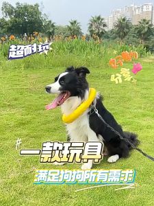 【Almost Best】ของเล่นสุนัข DOG RING ห่วงยางกัดสุนัข ไซส์จัมโบ้ ช่วยขัดฟัน ของเล่นหมา