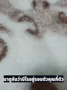 สเปรย์กำจัดไรฝุ่นจากญี่ปุ่น ปลอดภัยสำหรับเด็กและแม่ท้อง กำจัดไรฝุ่น-ฆ่าเชื้อใช้บนเตียง โซฟา