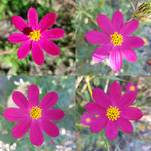 pink cosmos binhi pantanim outdoor garden plant