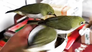 Aik Guan Pakan Burung Plecii Gacor Sehat 100% Original 200gr