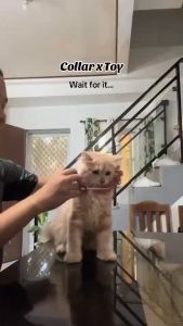 Adjustable And Cute Reflective Pet Collar For Cats & Small Dogs Cat Collar / Small Dog Collar (Random Color)(19-32cm)