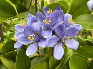 แก้วเจ้าจอม 10 ใบ กิ่งตอน สูง 60-80 เซนติเมตร