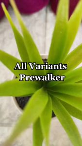 Cuddleme Prewalker | Usia 6 - 24 Bulan | Sepatu Flat Belajar Berjalan Cuddle Me