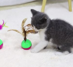 Đồ chơi lật đật giả chuột lông gà cho chó mèo tập luyện thể vui chơi