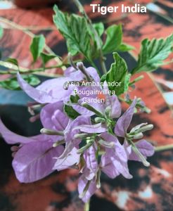 Top Rare Bougainvillea TIGER INDIA Plant Collection (For Sure Buyer Only)
