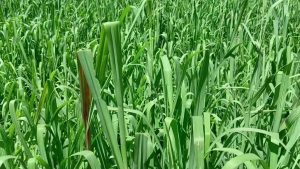 Rumput Setaria Segar Untuk Pakan Terak Alternatif