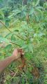 promo bibit loa bahan bonsai cantik segar montok dan mudah di rawat. 