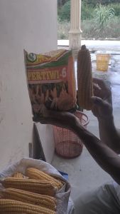 PERTIWI 6 F1 isi 1kg - Bibit biji jagung super hibrida besar panjang BENIH PERTIWI