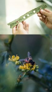 XỊT HỌNG KEO ONG XANH TRACYBEE DẠNG XỊT - VỊ TRÁI CÂY DÀNH CHO BÉ TỪ 1 TUỔI