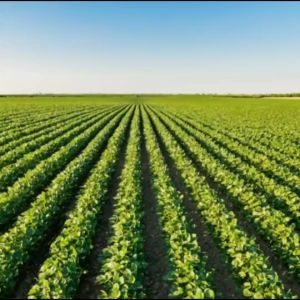 Baja Mutiara 100% Organik Sangat Murah dan Berbaloi 100% Organik Fertilizer (10 packet) / Dengan Baja Organik Mutiara - dapat membantu ( memulihkan tanah yang tandus - meningkatkan daya tahan dan imunisasi pokok - meningkatkan jumlah hasil tanaman)