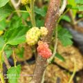 Bibit Tanaman Buah Murbei Atau Buah Murbai. 