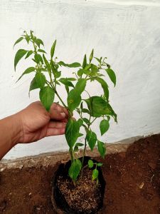 Bibit Cabe Rawit Organik Premium - Tahan Panas Buah Segar Cocok untuk Kebun