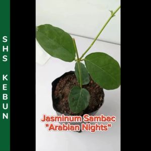Pokok Bunga Melur Jasmine Flower Jasmine Kampung Wangi Jasminum Sambac Live Flower Plant Tumbuhan Hidup SHS Kebun