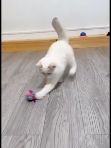 BABYPET กระดิ่งแมวดังๆ บอลไหมพรม ลูกบอล ของเล่นแมว มีบอล บอลมีกระดิ่งสำหรับแมว ลูกบอลของเล่นแมว กระดิ่งทำด้วยผ้าขนสัตว์