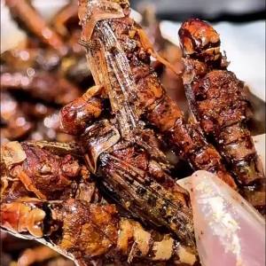 Crunchy Spiced Grasshopper & Pupa Snack