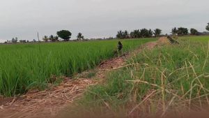 เสียงนกอิลุ้ม อัดจากเสียงนกป่า ความยาว1ชั่วโมง ( 10เสียง )