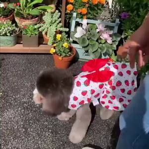 Dog Dress for Female Pet Cat Puppy Cute Floral Princess Skirt Dog Spring Summer Clothes Skirt