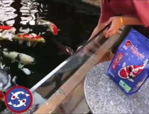 Thức ăn koi Porpoise 1kg size M mẫu mới 2023