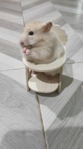 [AnimalKOKO] บ้านไม้และของเล่น แฮมสเตอร์ สัตว์เลี้ยงขนาดเล็ก ทำจากไม้เคลือบกันน้ำ แข็งแรง ทนทาน