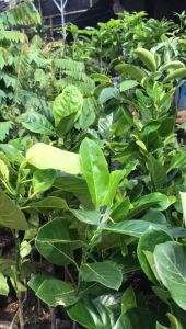 Bibit tanaman pohon campedak siap berbuah | pohon campedak siap berbuah