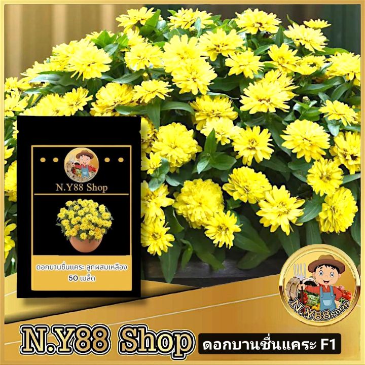 เมล็ดพันธุ์ดอกบานชื่นแคระ สีเหลือง อัตราการงอกสูง