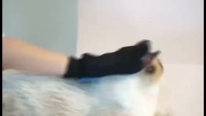 Pet Glove Sarung Tangan Bulu Hewan - Sarung Tangan Kucing Sikat Bulu Hewan Sisir Bulu Kucing