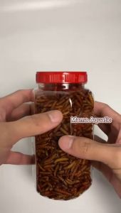 Pakan Makanan Ikan Predator Maggot Kering SUPER RED Grade Premium Maggot BSF Ikan Koi Channa Arwana