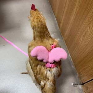 No Brand | Pet Training & Outdoor Chicken Tethering Rope gumahus