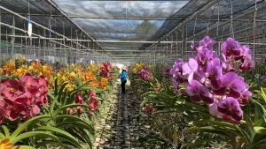 GBO Katrina: Chiloschista Starfish Orchids | Blooming Size | Orchids Thai Species