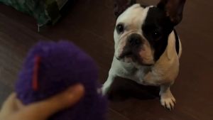 BACON Virus Monster Hunting Toy