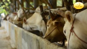 อาหารวัว DMOLT PLUS  ดีมอลต์ พลัส เอนไซม์และแร่ธาตุเพื่อการเจริญเติบโต