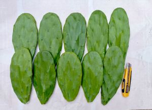 โอพันเทีย opuntia ตัดสดคัดแต่ใบหนาๆใหญ่ๆ กระบองเพชรใบเสมา ป้ายน้ำยากันเชื่อราแล้ว หูกระต่าย มิกกี้เม้า อาหารเต่า (สวนเราเอง)