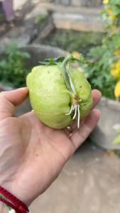 ((20ลูก))/(พันธ์ุมะระหวานพันธุ์ฟักแม้ว สำหรับปลูก คัดผลแก่ มีคุณภาพ งอก100% ) มีตลอดทั้งปี