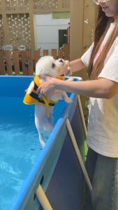 สระว่ายน้ำหมา แมว สระน้ำเป่าลม แพยาง ห่วงยาง สระวงกลม สระขนาดใหญ่ สระเด็ก ปั๊มลมไฟฟ้า ของเล่น อุปกรณ์ สัตว์เลี้ยง วัสดุทนทานพิเศษ ปลอดภัย